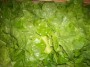 Feuille de chene blonde 